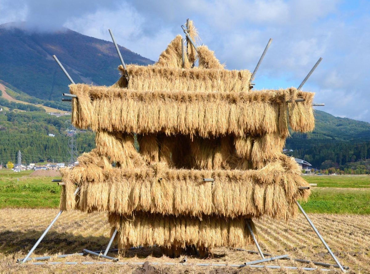 稲はこう干せ！収穫の秋はアートだった！【福島県須賀川市