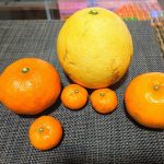 超かわいい！愛媛「名駒のコミカン」を食べてみた！…あとに待っていた「文旦」との格闘