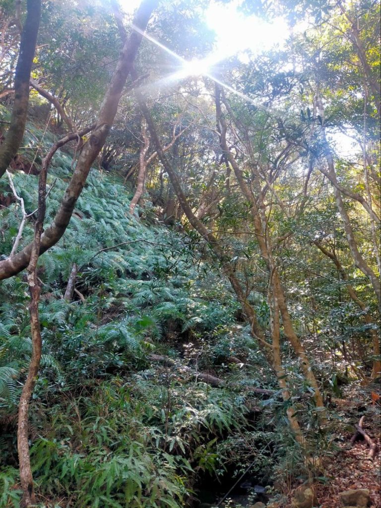 和歌山県西牟婁郡白浜町太刀ヶ谷