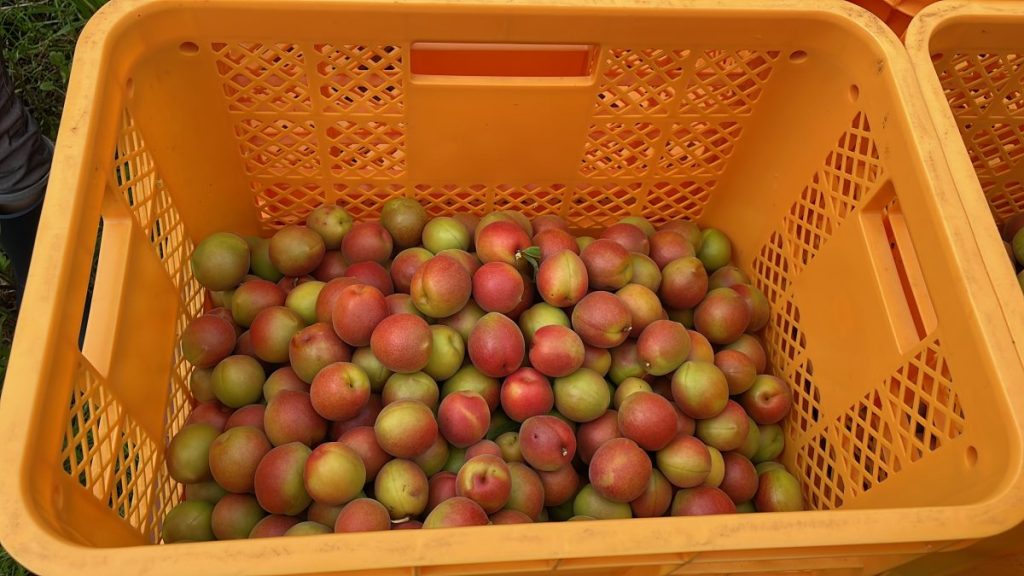 幻の梅 露茜の収穫体験