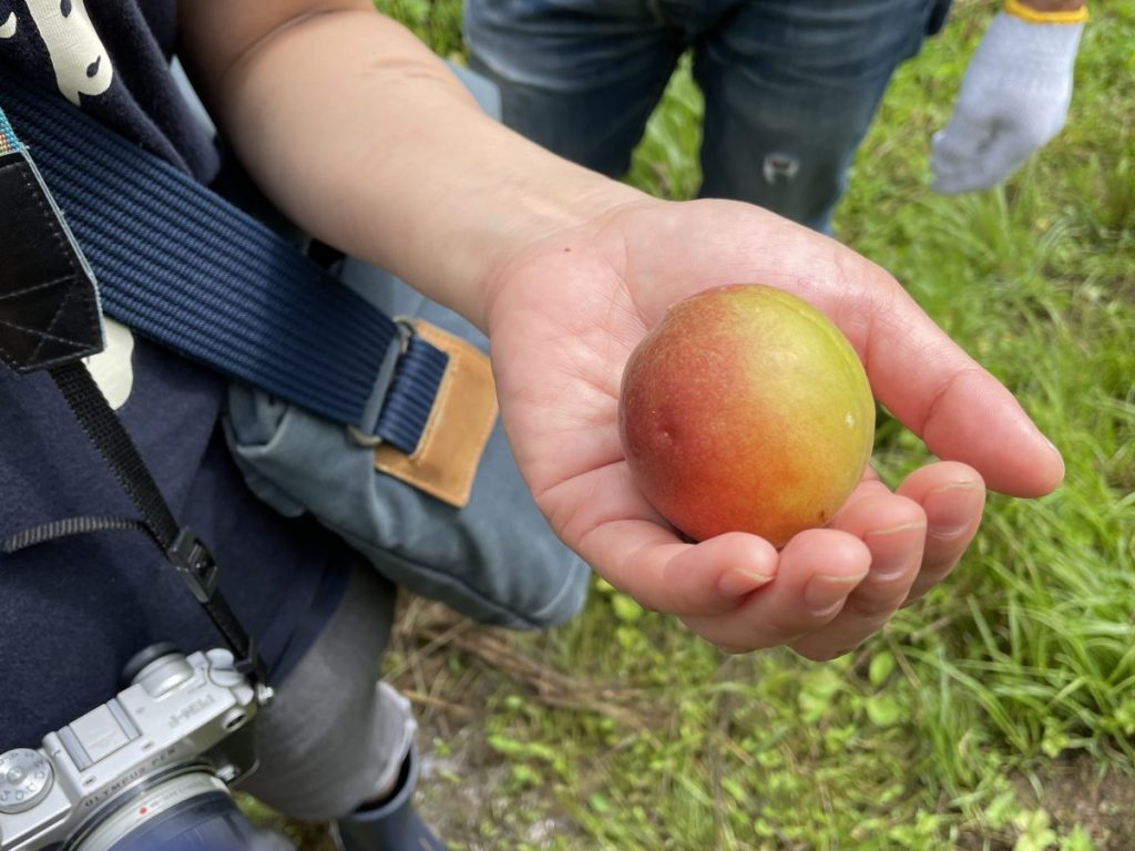 幻の梅 露茜の収穫体験