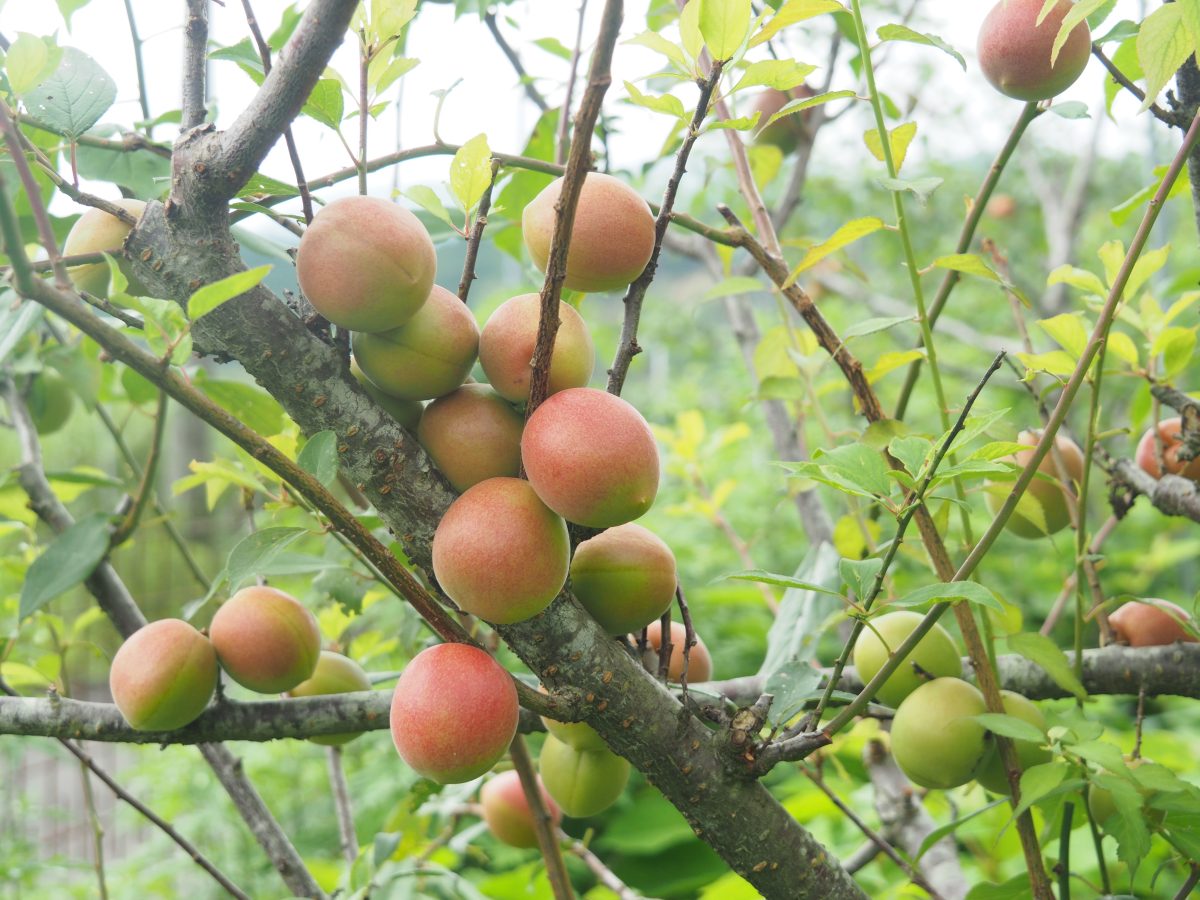 和歌山　露茜　クール便　10kg 2umetuyu1_2.jpg
