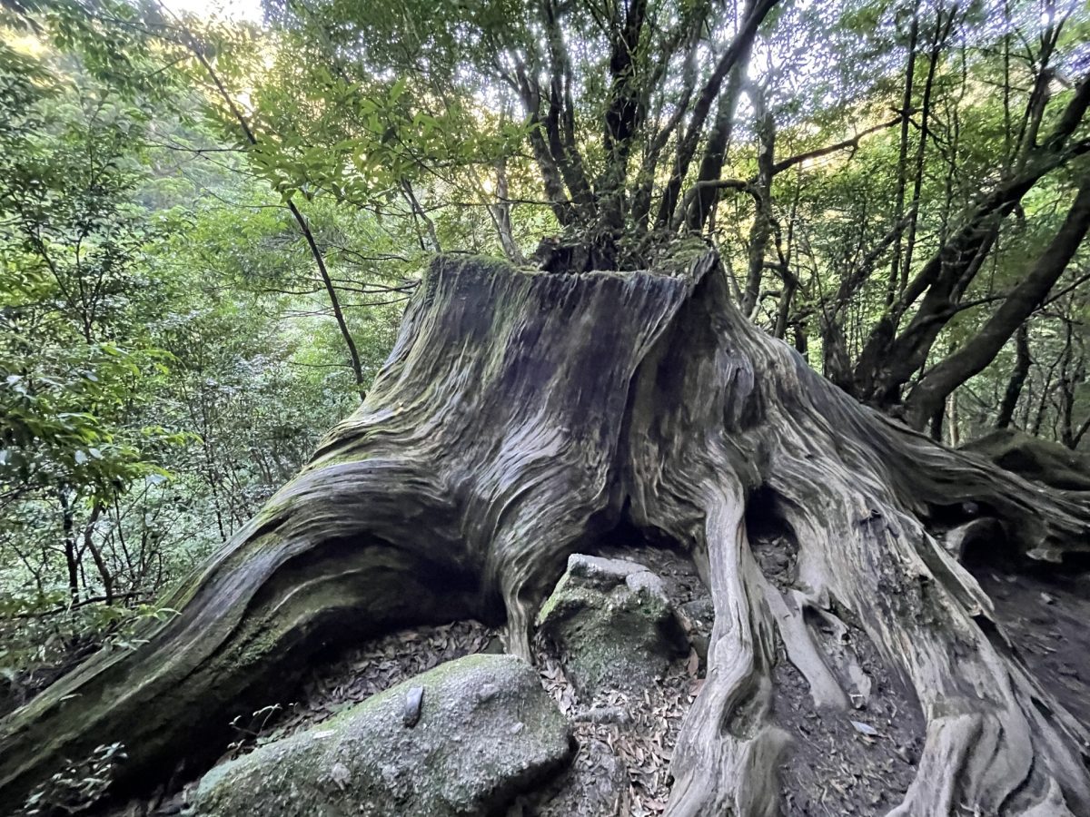 ローカリティ！屋久島