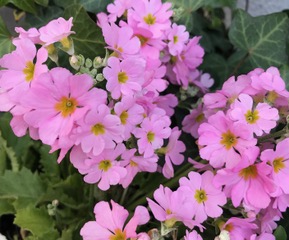 末川千賀子