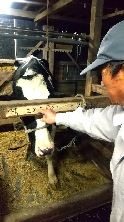 ウシ, 屋内, 哺乳類, ペン が含まれている画像 AI によって生成されたコンテンツは間違っている可能性があります。