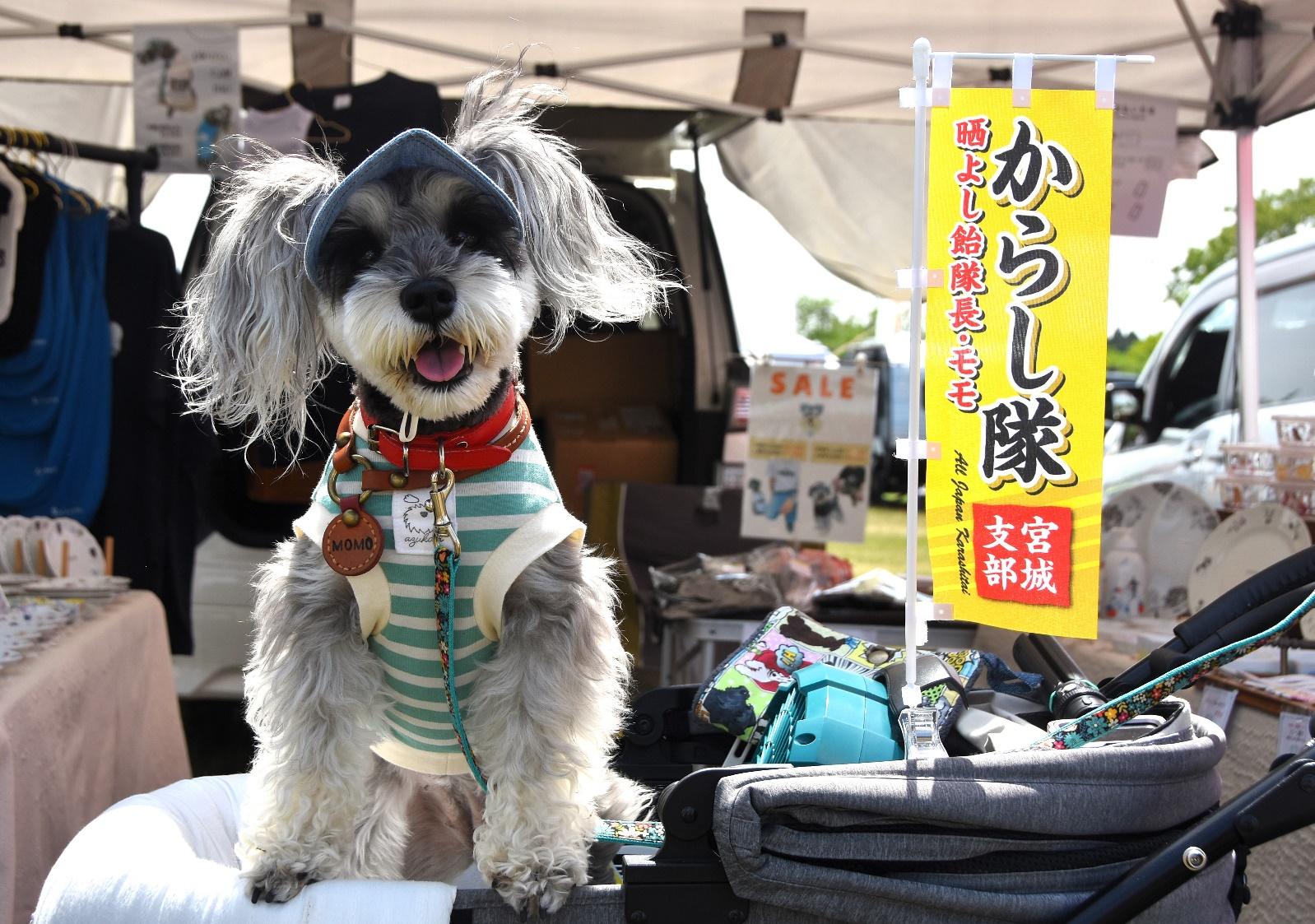 震災から歩みを重ねて～犬と人がつなぐペットイベント「うちの仔市場