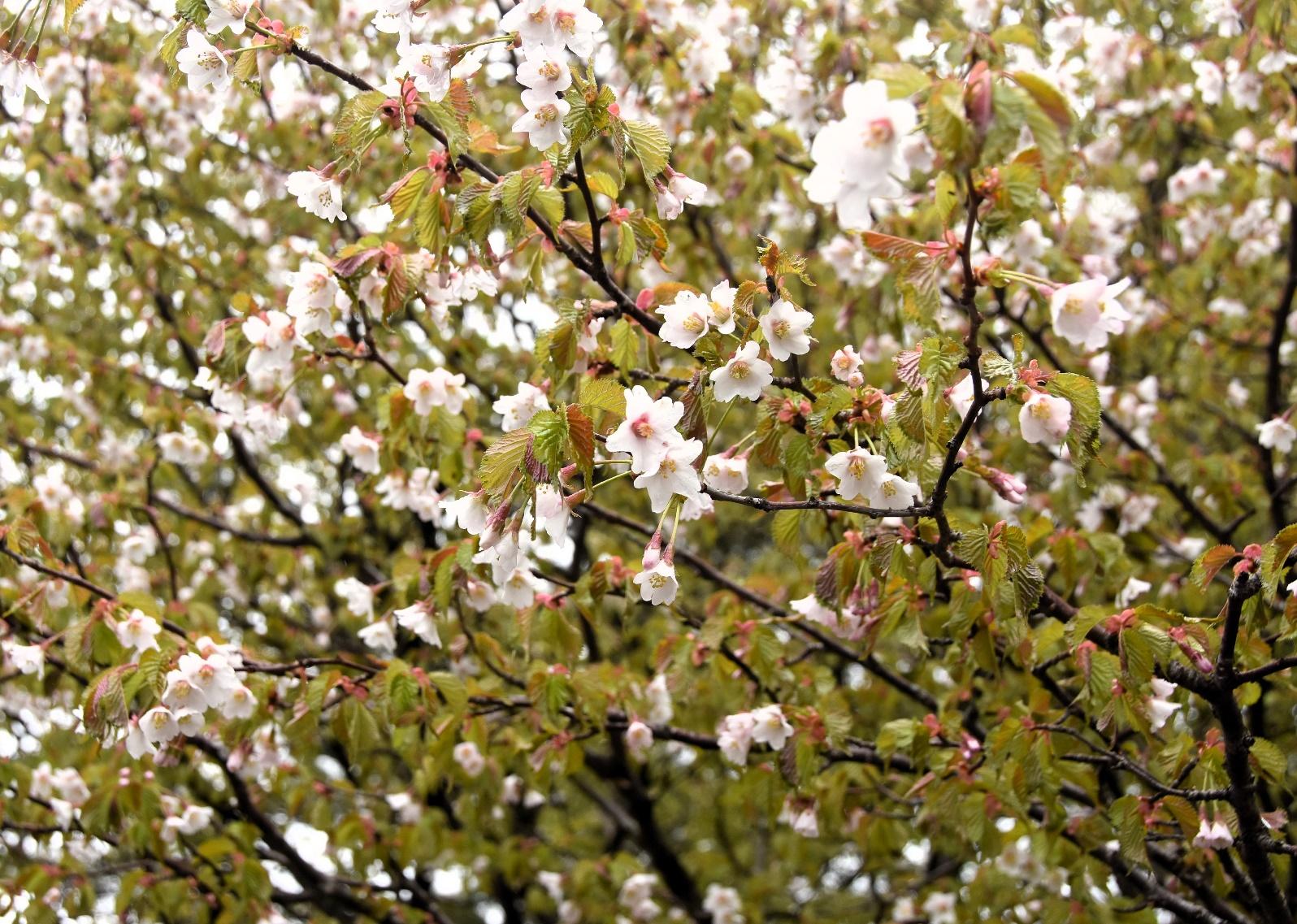 【花桜】 image-55.jpeg